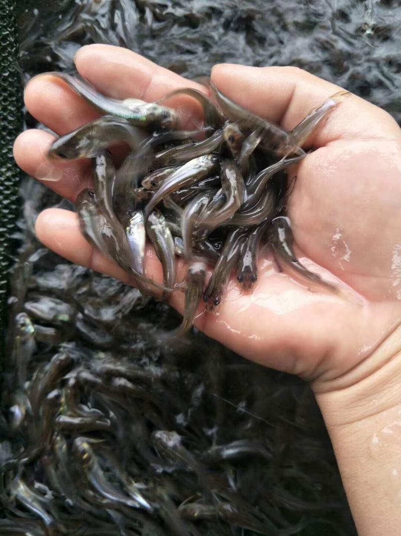 斑点叉尾鱼苗