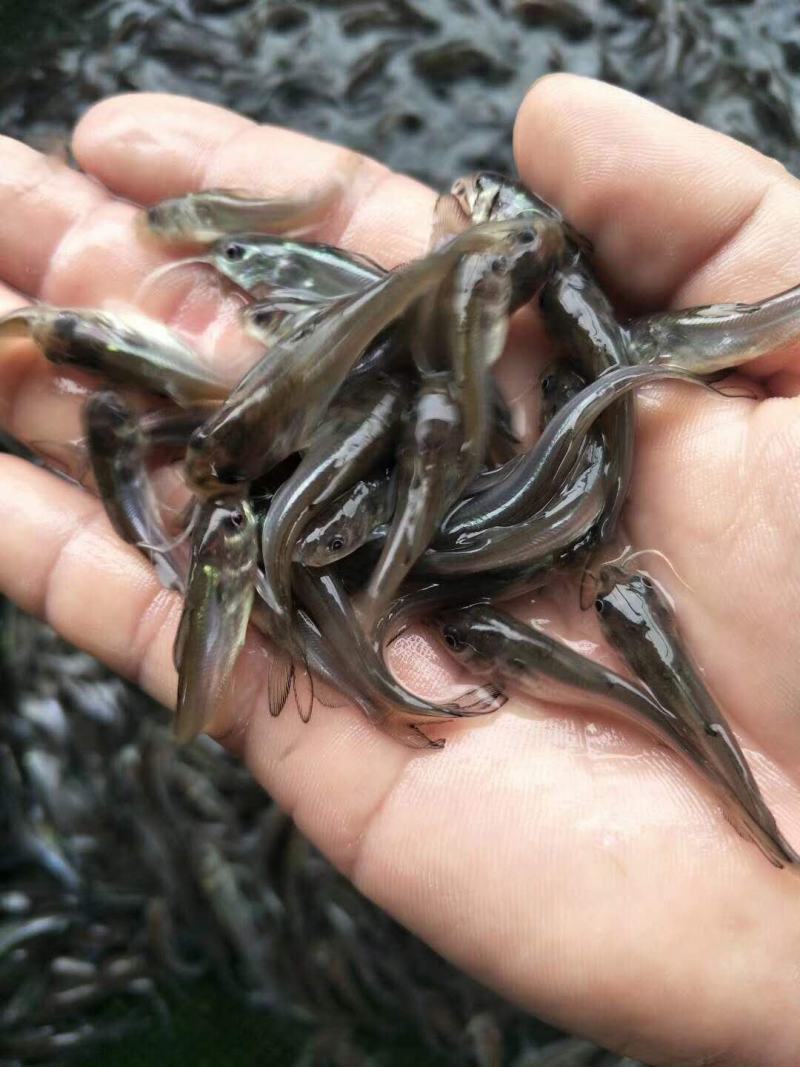 斑点叉尾鱼苗