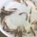 斑点叉尾鱼苗