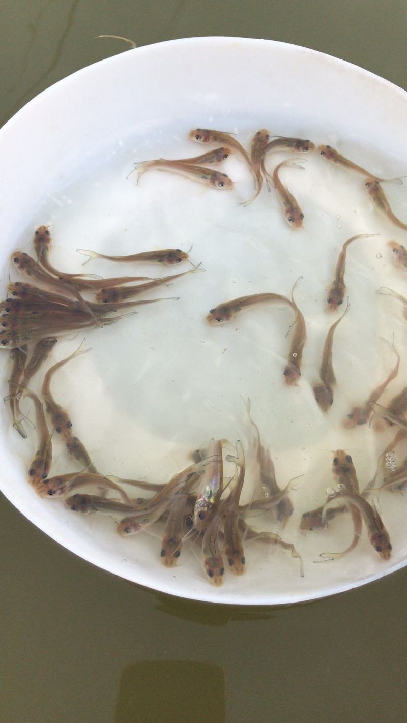 斑点叉尾鱼苗