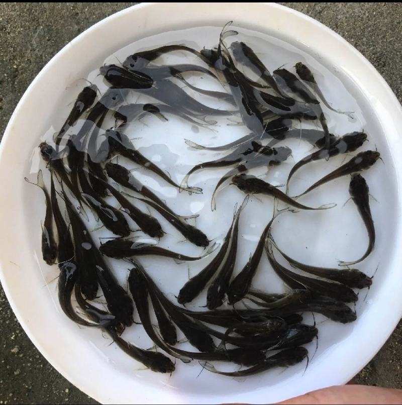 斑点叉尾鱼苗
