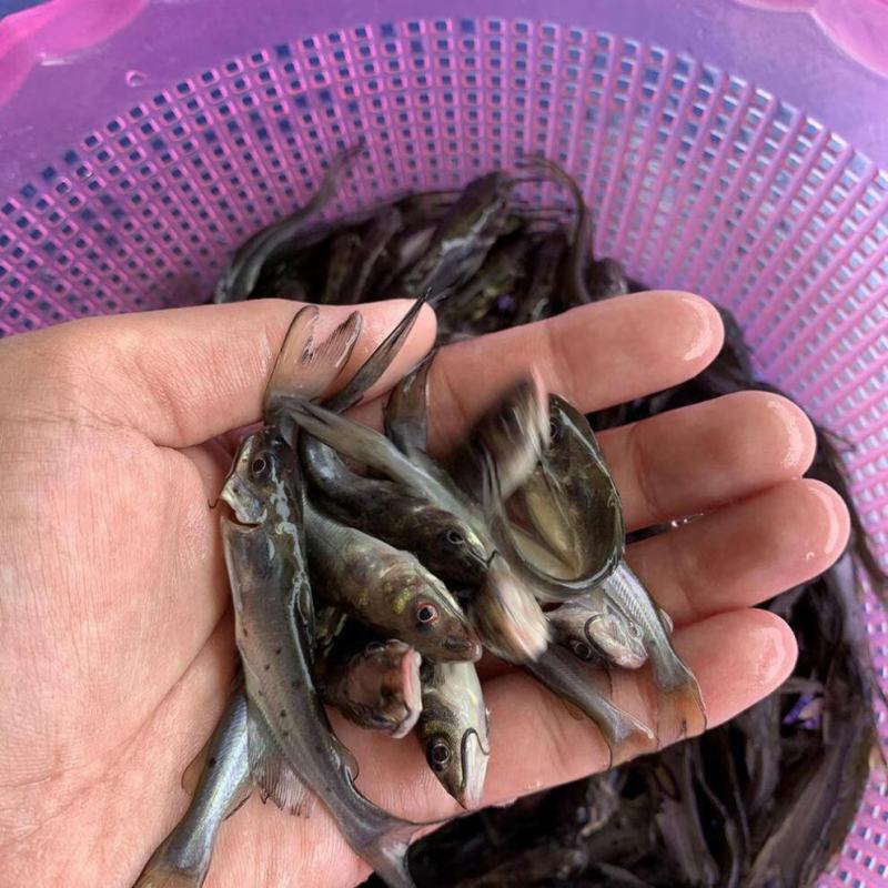 斑点叉尾鱼苗