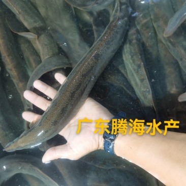 刺鳅鱼苗刀鳅苗中华沙鳅批发基地好养活有价值包回收