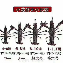 江苏精品龙虾批发