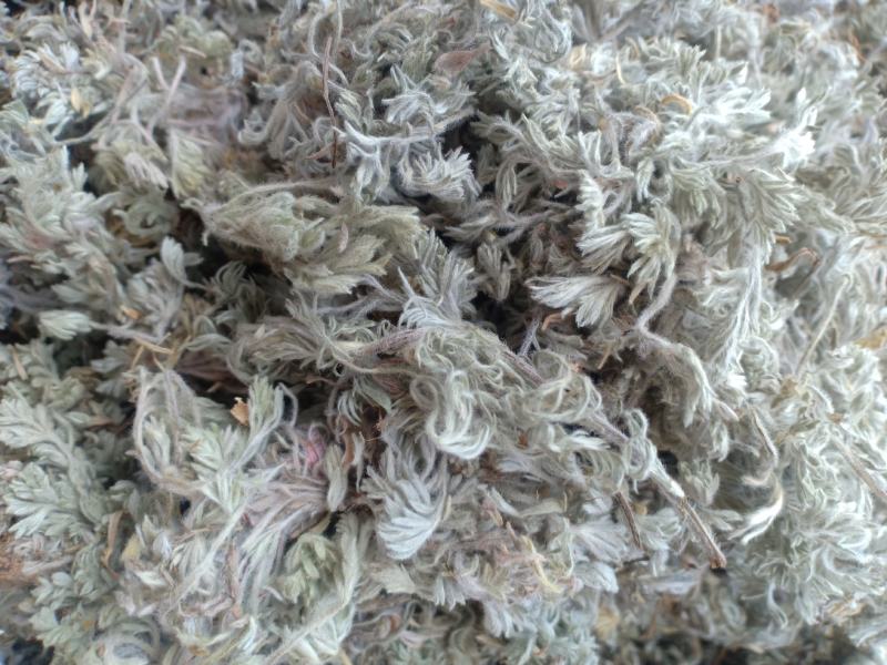 茵陈山东棉茵陈产地一手货源实拍有现货价格美丽24小时发货