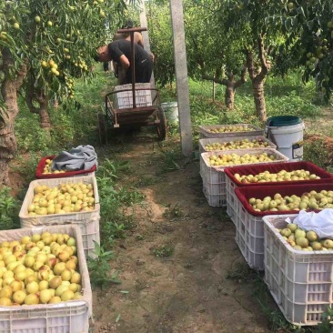 大荔钢架大棚冬枣已经大量上市，货源充足，量大从优，口感甜