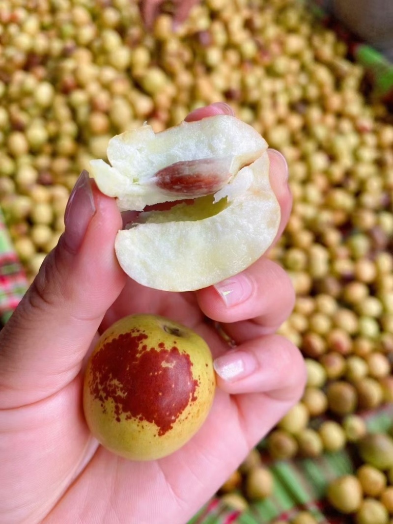 大荔钢架大棚冬枣已经大量上市，货源充足，量大从优，口感甜