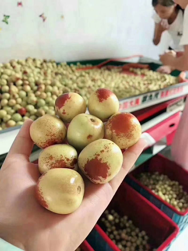 大荔钢架大棚冬枣已经大量上市，货源充足，量大从优，口感甜