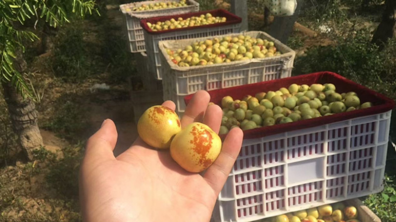大荔钢架大棚冬枣已经大量上市，货源充足，量大从优，口感甜