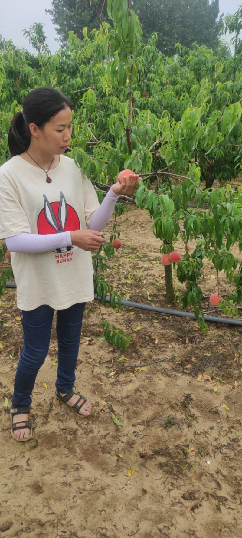 千亩桃源基地，需要都联系，水蜜桃油桃大白桃