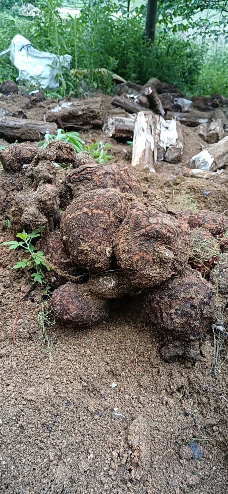 茯苓