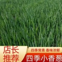 四级小香葱四季常青香味浓郁货源充足欢迎来电