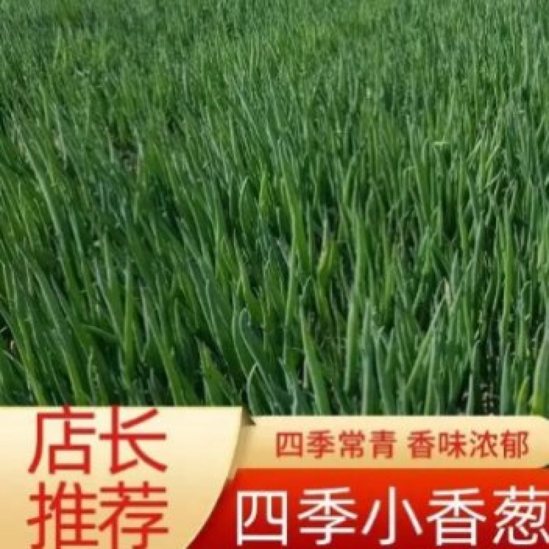四级小香葱四季常青香味浓郁货源充足欢迎来电