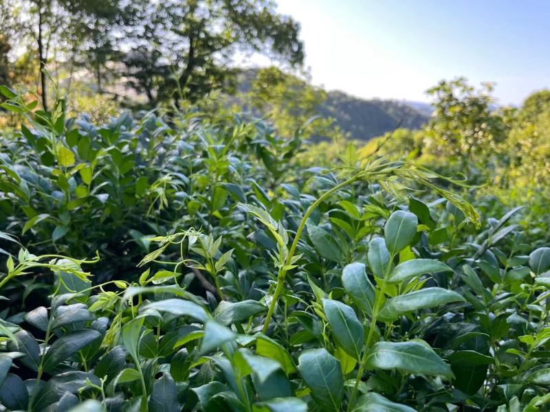 张家界高山茅岩苺
