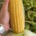 芜湖江北水果玉米甜玉米对接各类批发商，品质保证，诚信经营