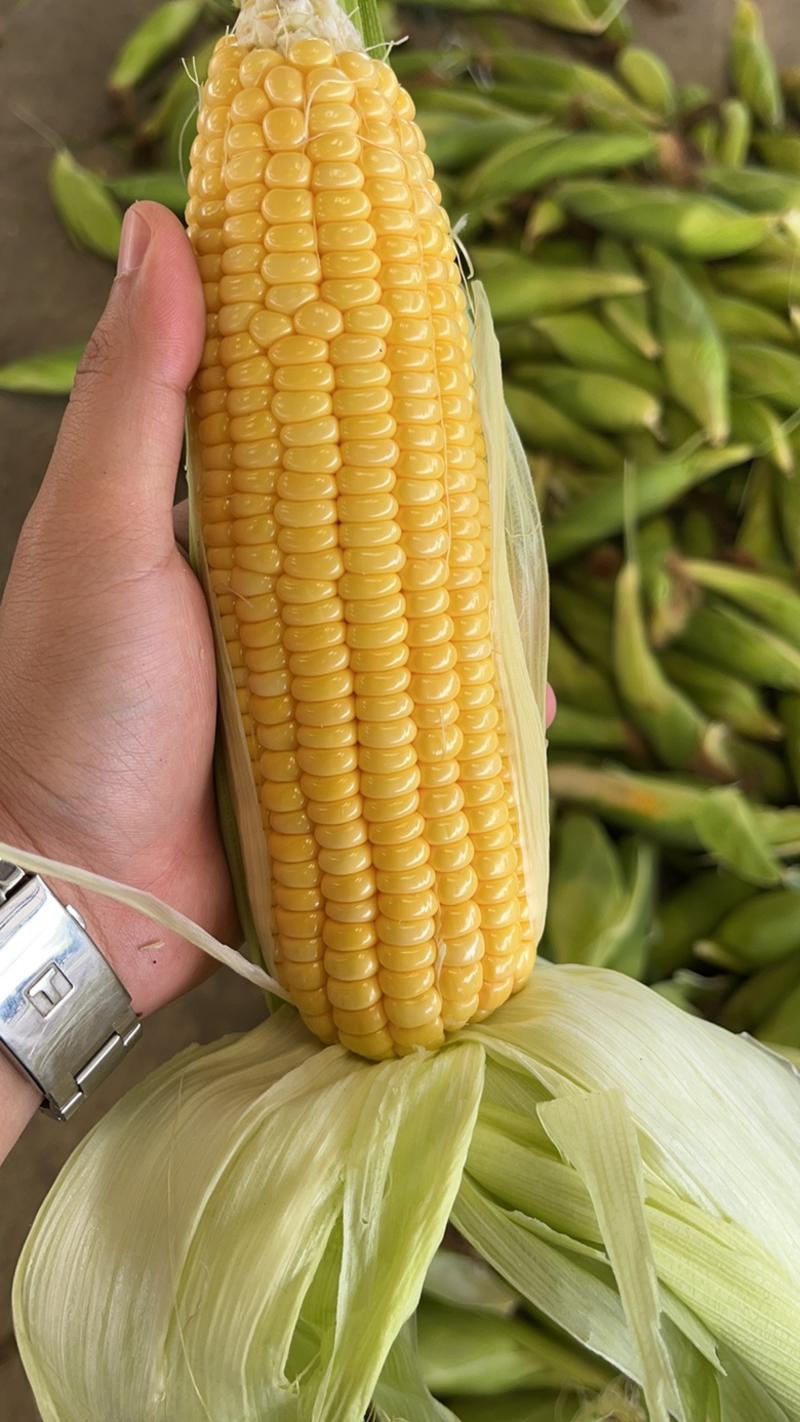 芜湖江北水果玉米甜玉米对接各类批发商，品质保证，诚信经营