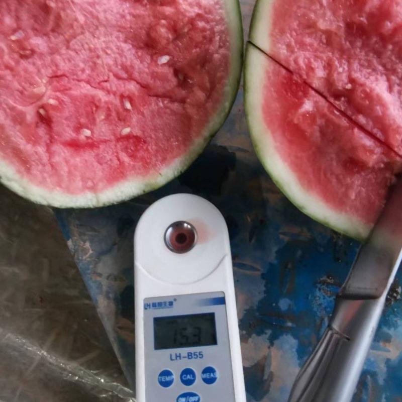 无籽蜜童西瓜