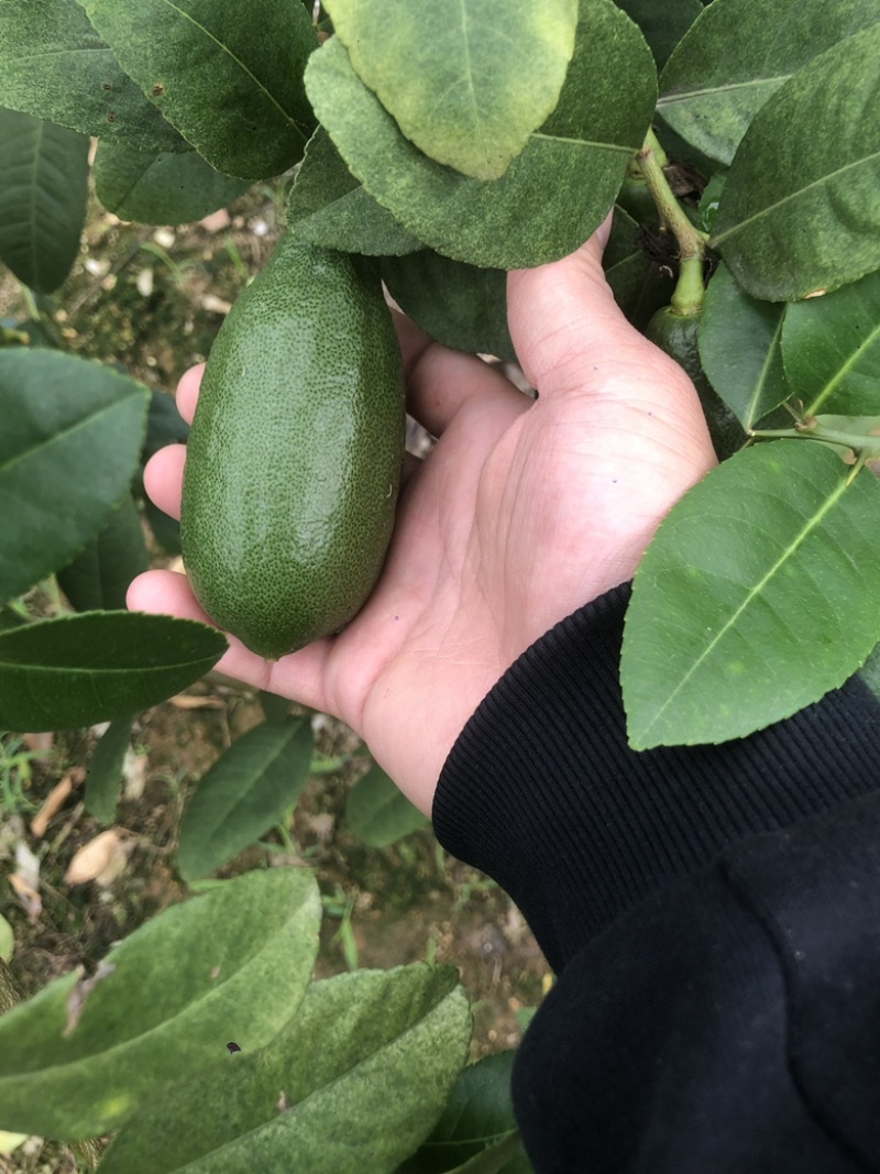 香水皮薄多汁，欢迎批发零售奶茶店选购价格实惠