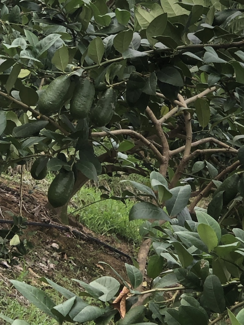 香水皮薄多汁，欢迎批发零售奶茶店选购价格实惠