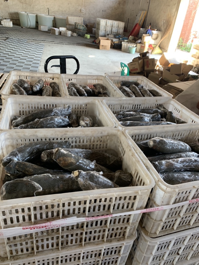 洪湖莲藕，基地直供，洪湖藕，粉藕