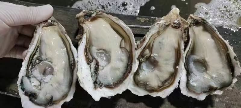 福建精品三倍体，乳山生蚝，福建生蚝，全规格发货，价格实惠