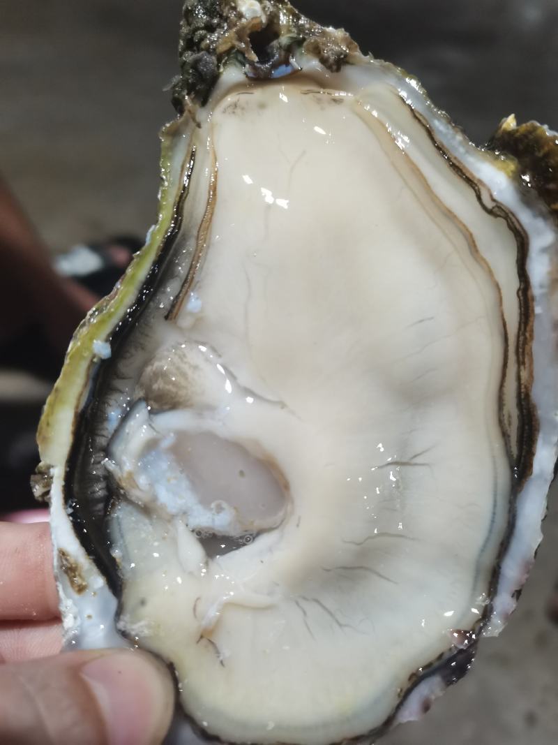 福建精品三倍体，乳山生蚝，福建生蚝，全规格发货，价格实惠