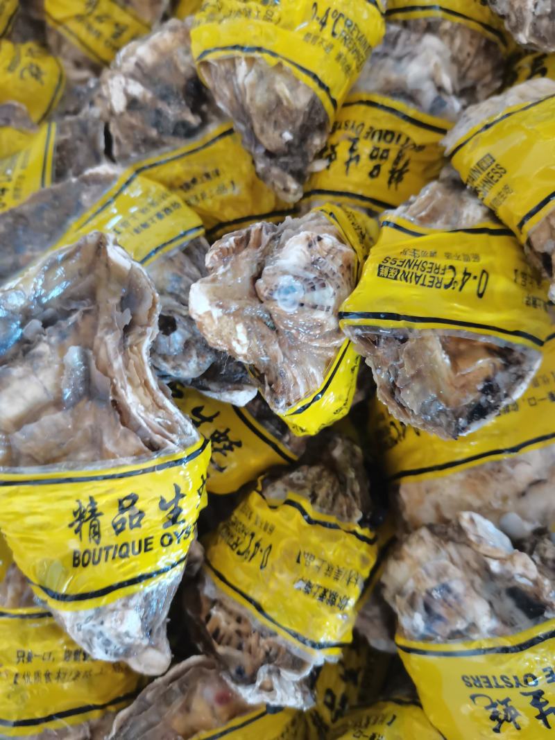 福建精品三倍体，乳山生蚝，福建生蚝，全规格发货，价格实惠