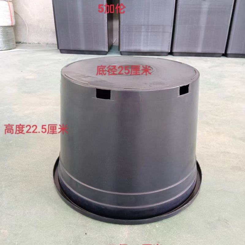 黑加仑