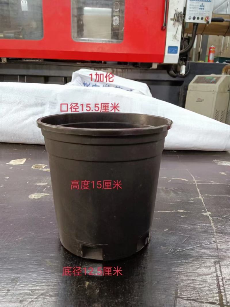 黑加仑