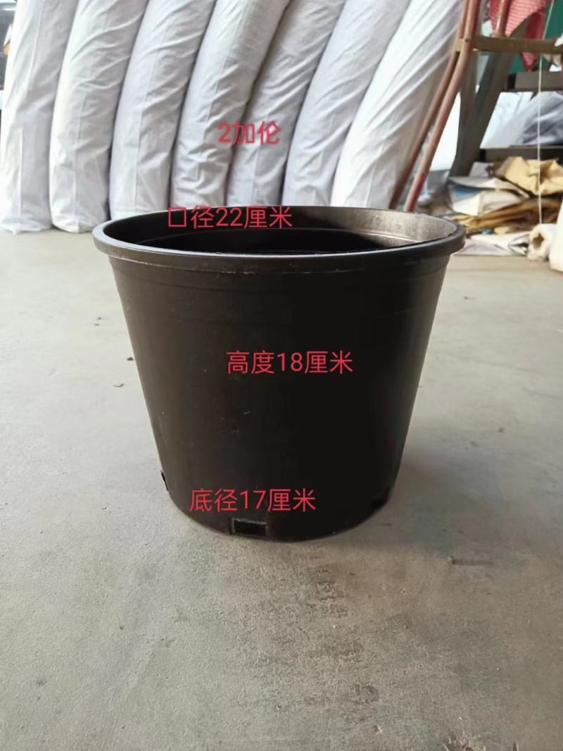 黑加仑