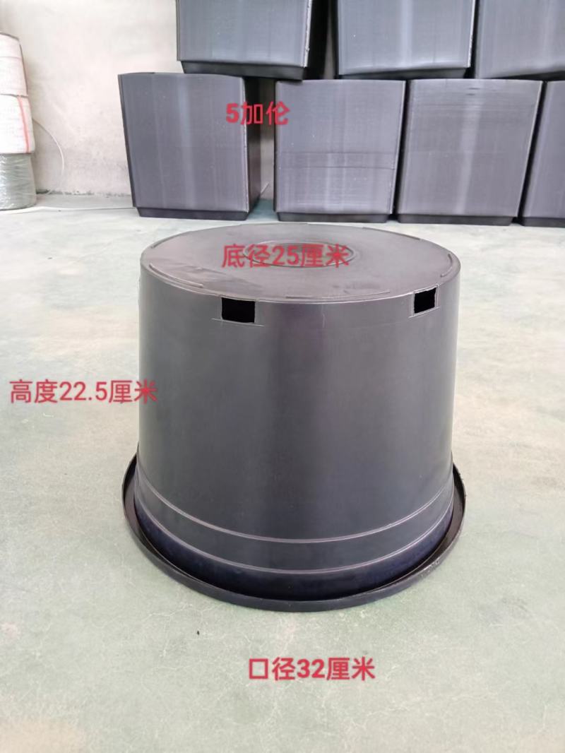 黑加仑
