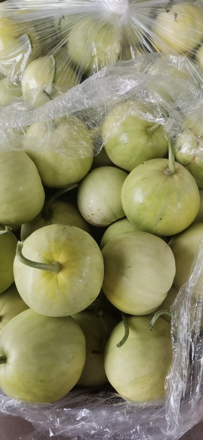 甜瓜、头茬甜瓜、甜宝，绿宝，蜜宝，香瓜，山东青岛莱西
