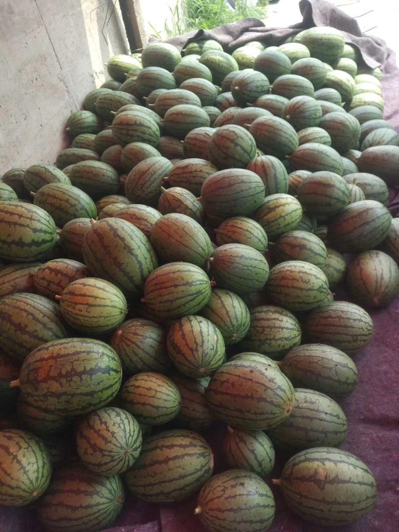 头茬庞各庄袖珍西瓜，纯沙地种植，产地直销，大量现货