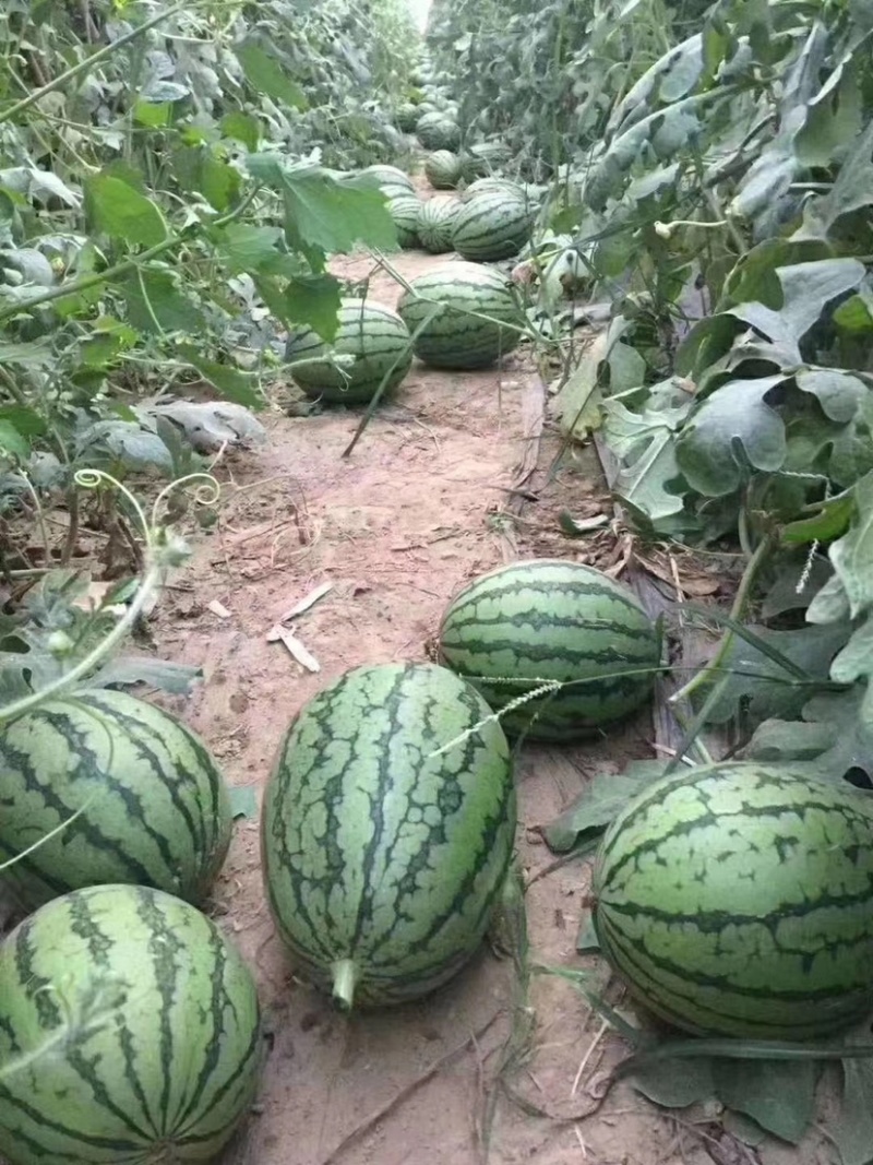 头茬庞各庄袖珍西瓜，纯沙地种植，产地直销，大量现货