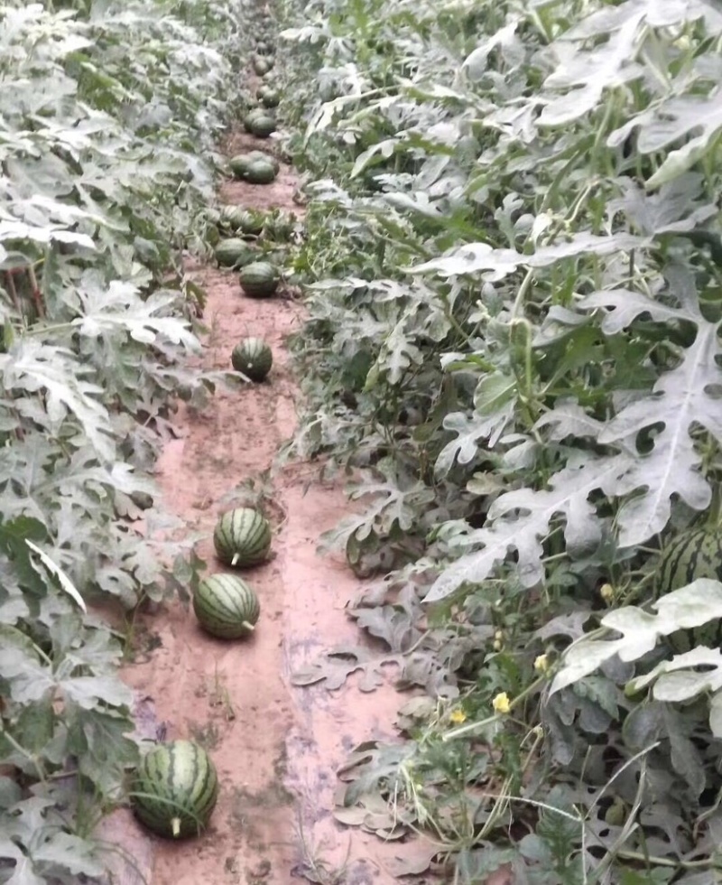 头茬庞各庄袖珍西瓜，纯沙地种植，产地直销，大量现货