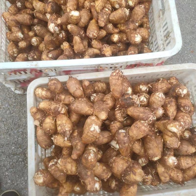 精品芋头大量现货支持全国发货【坏烂包赔】