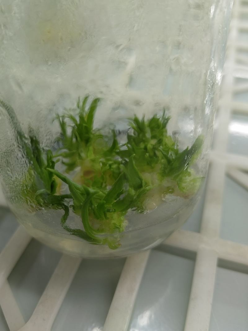百子莲