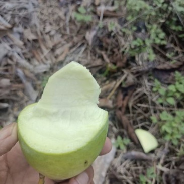 云南省红河州台农芒芒