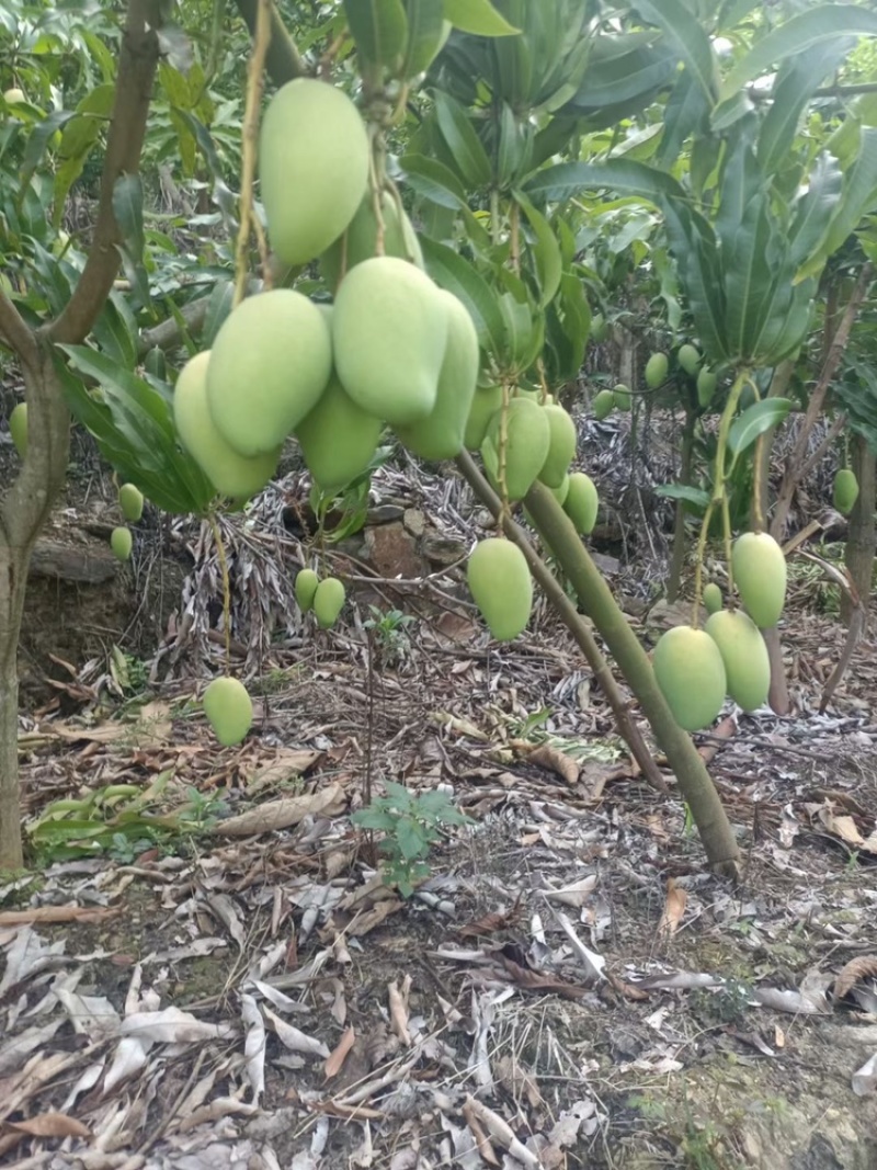 云南省红河州台农芒芒