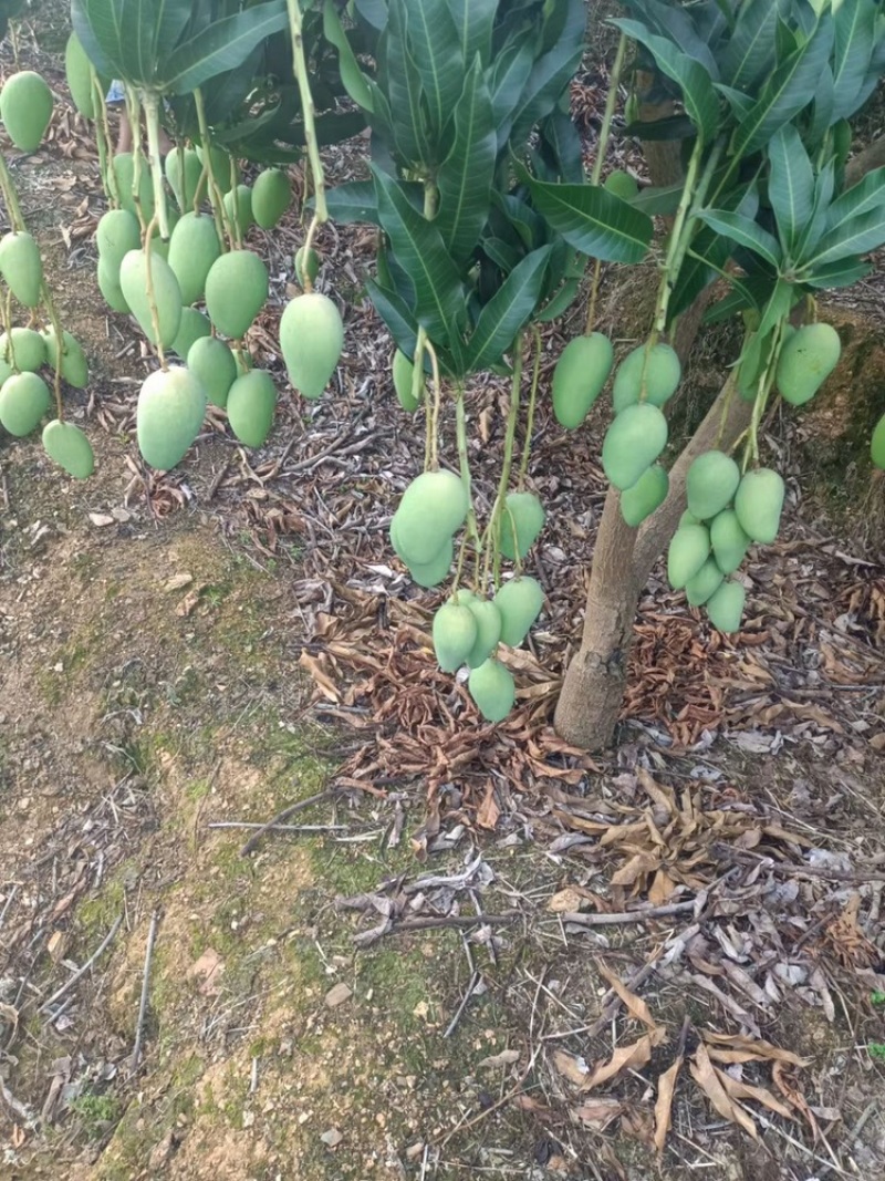 云南省红河州台农芒芒