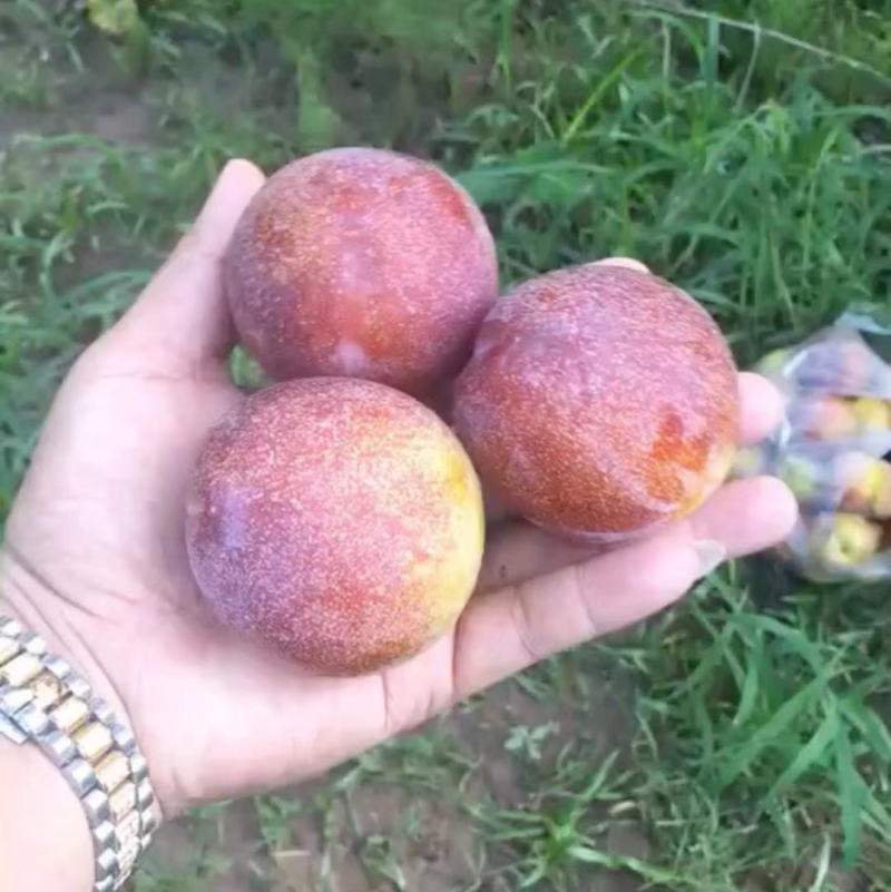 大红袍李子，李子中的大哥大，李子中的天花板