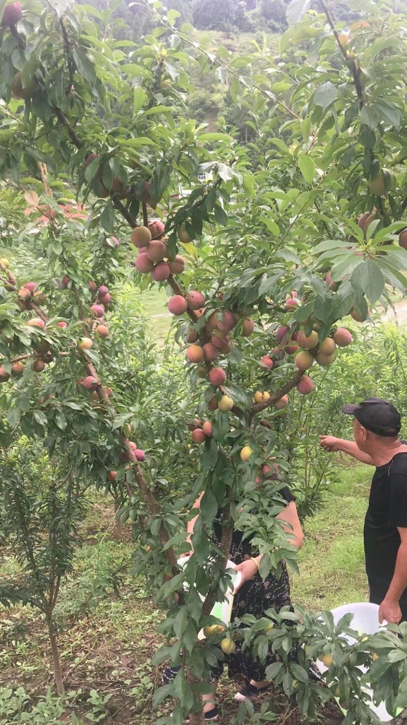 大红袍李子，李子中的大哥大，李子中的天花板