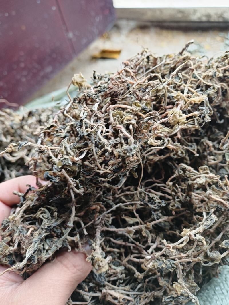垂盆草
