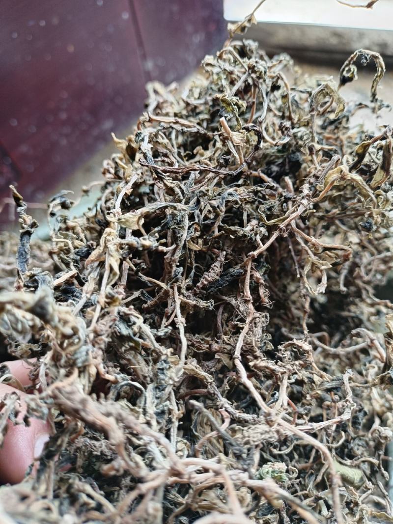 垂盆草
