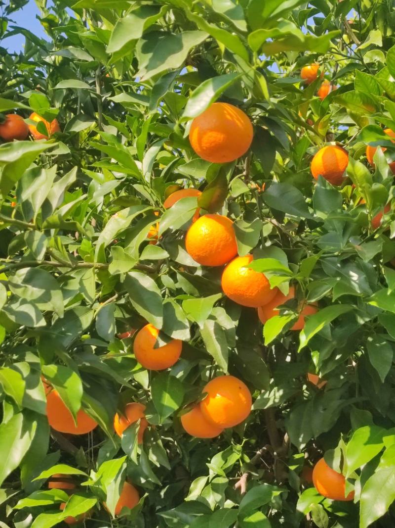 大理宾川沃柑一件代发