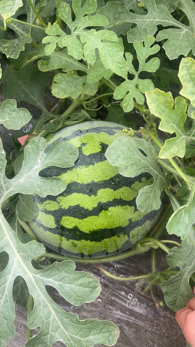 有籽美都西瓜，货源充足，口感好，无畸形质量三包