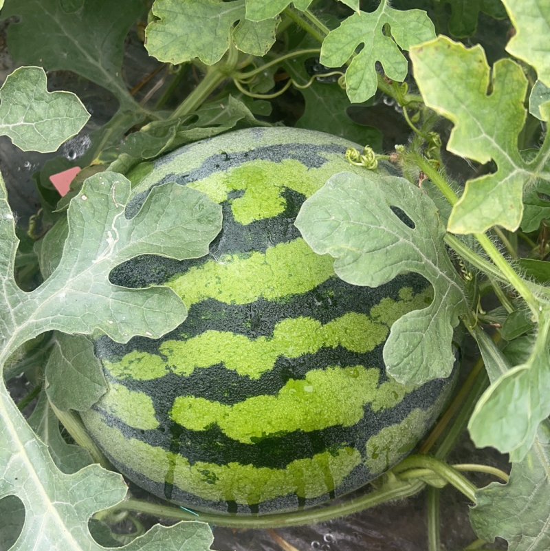 有籽美都西瓜，货源充足，口感好，无畸形质量三包