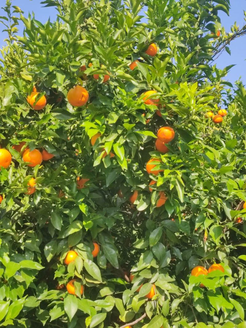 大理宾川沃柑一件代发