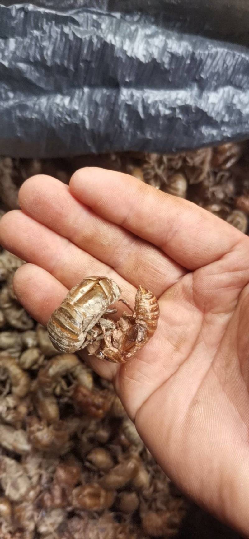 蝉蜕，金蝉脱，蝉壳，蝉衣，全是大蝉蜕，野生没水洗