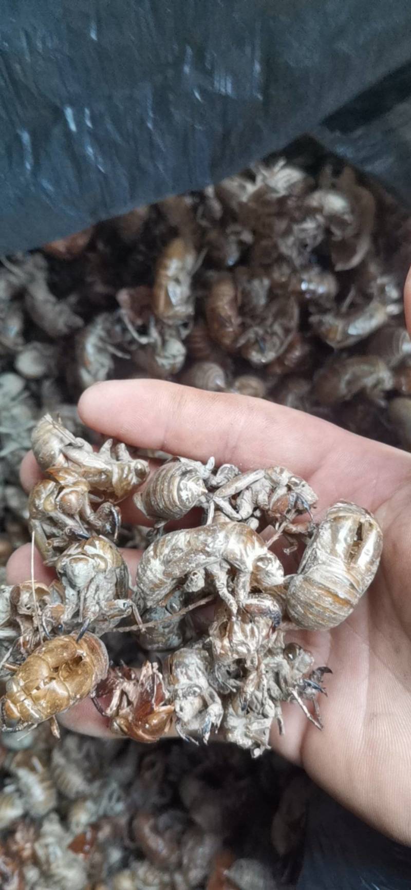 蝉蜕，金蝉脱，蝉壳，蝉衣，全是大蝉蜕，野生没水洗